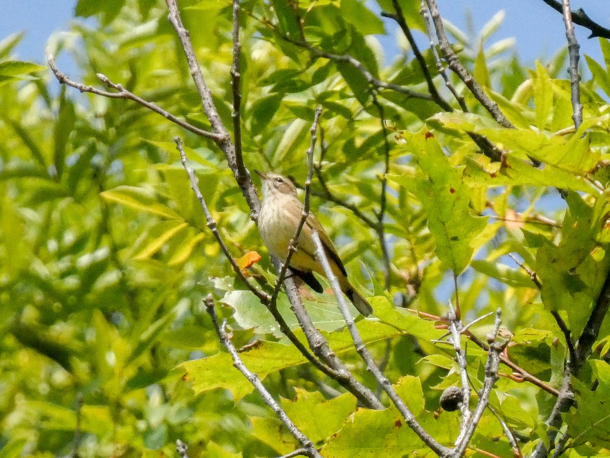 Palm Warbler (Western) - ML623634913