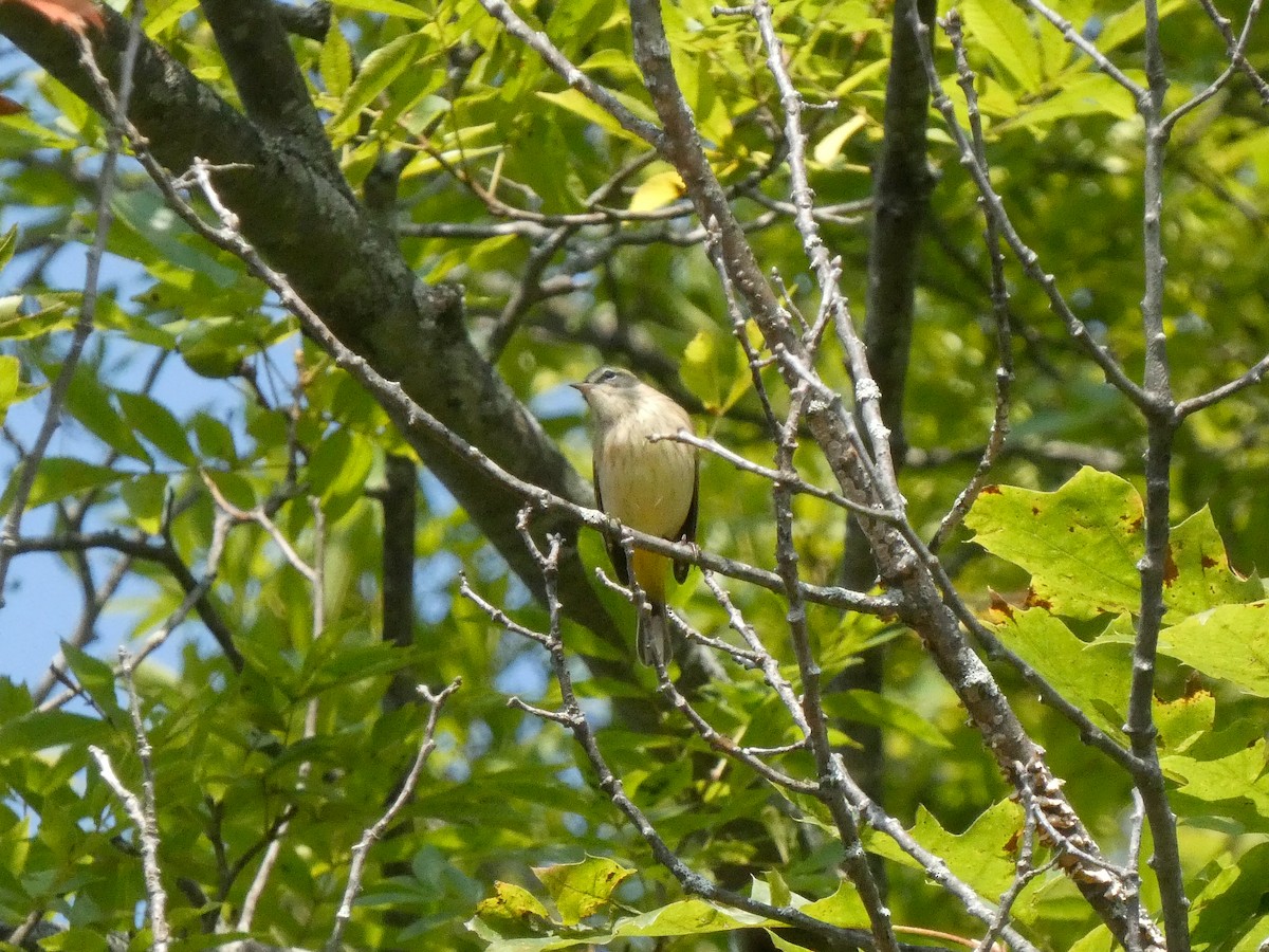 Palm Warbler (Western) - ML623634914