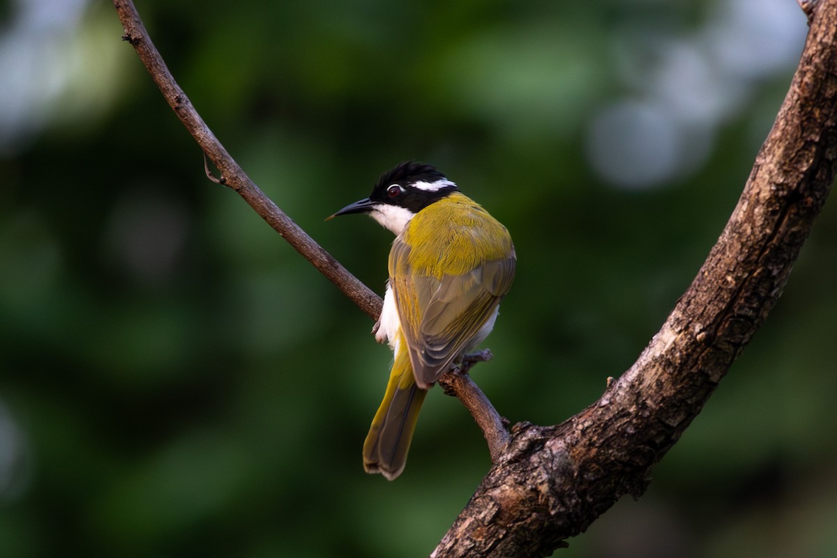 White-throated Honeyeater - ML623634929