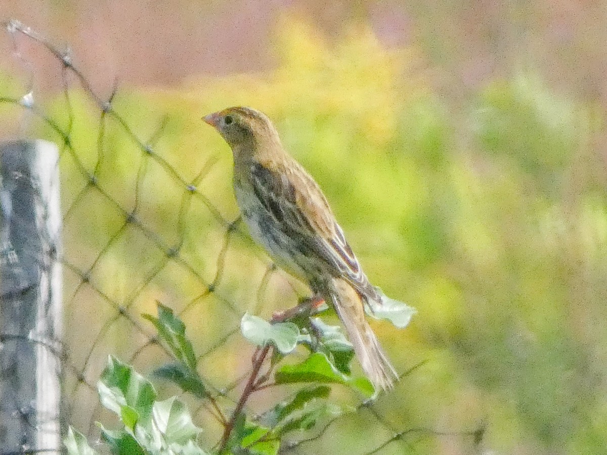 Bobolink - ML623634930