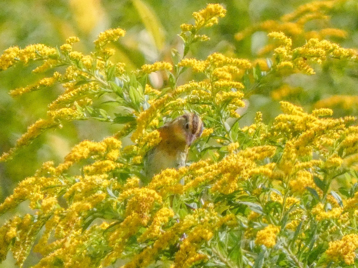 Bobolink - ML623634933