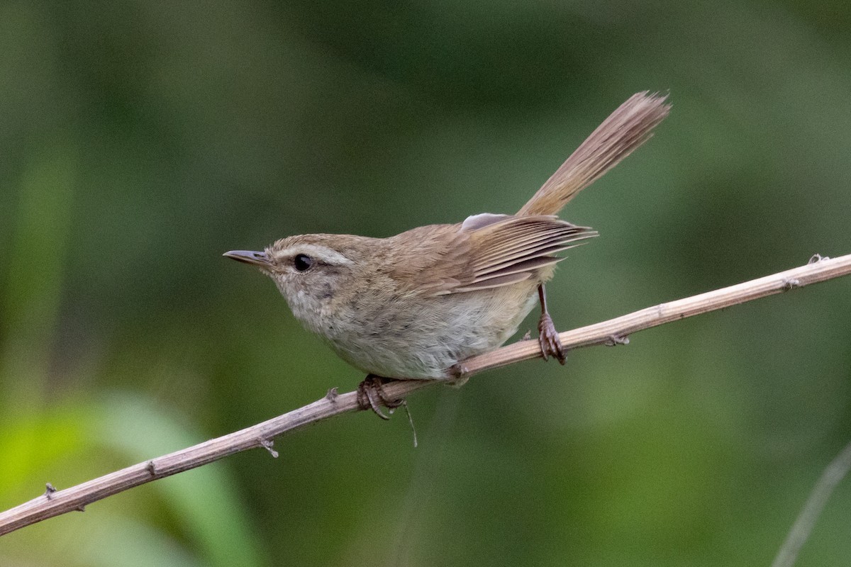 Brownish-flanked Bush Warbler - ML623634935