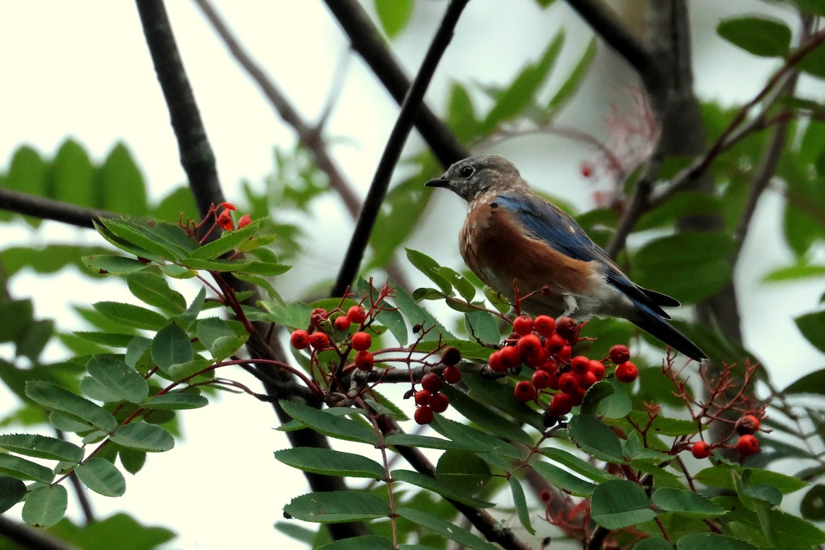 Eastern Bluebird - ML623634944