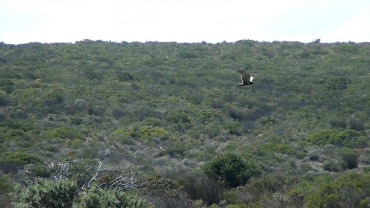 African Marsh Harrier - ML623634946