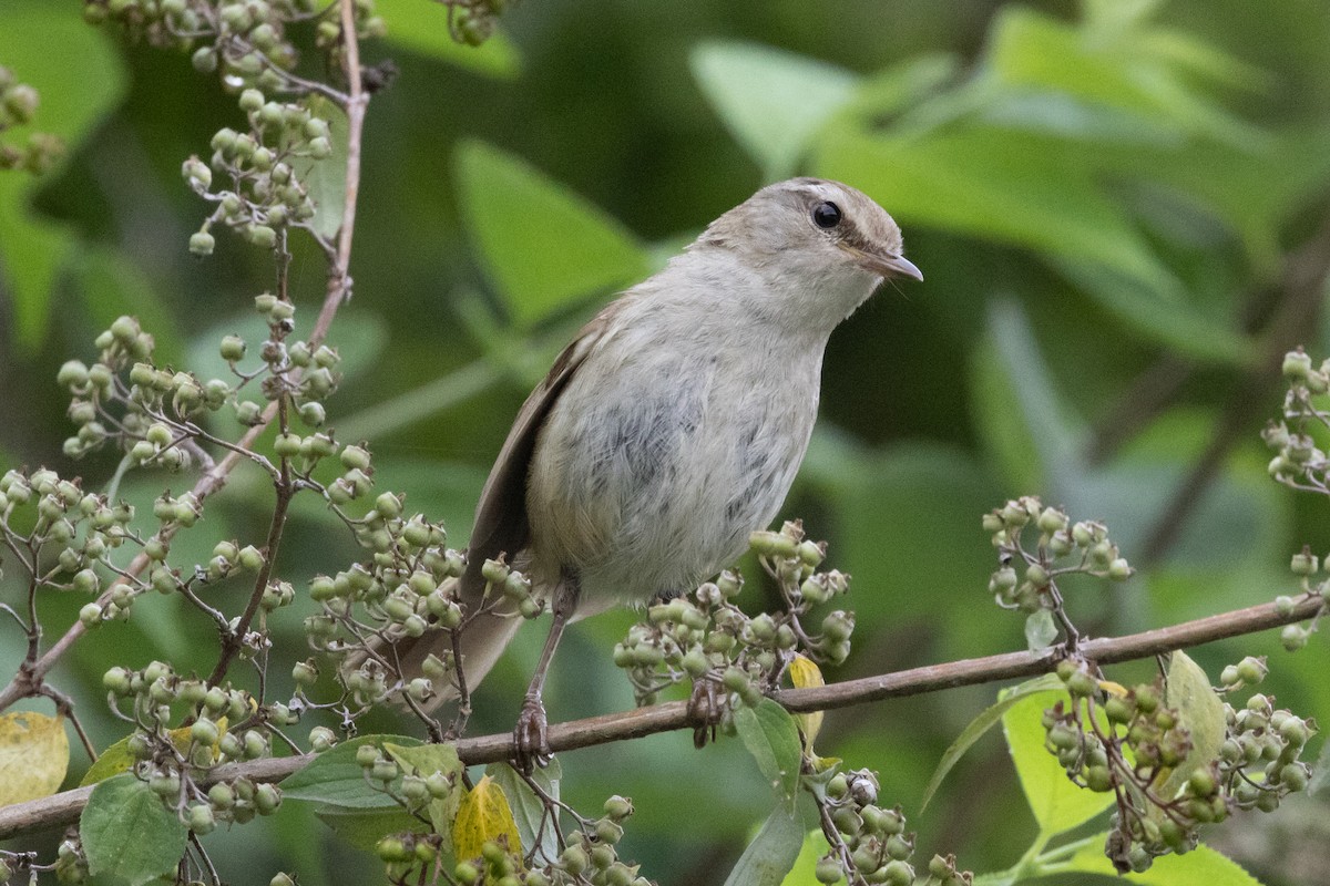 Brownish-flanked Bush Warbler - ML623634956