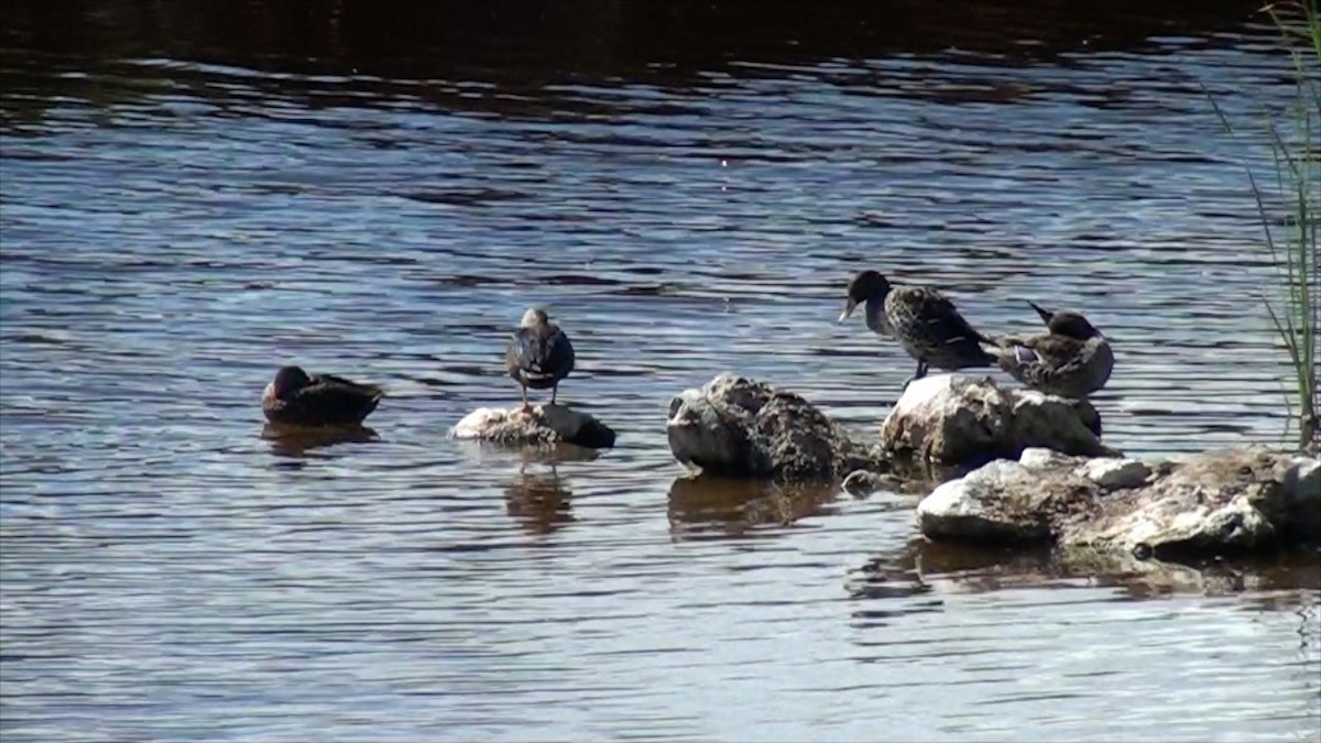 Canard à bec jaune - ML623634959