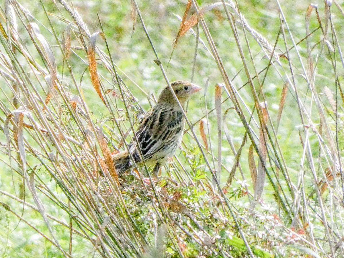 Bobolink - ML623634964
