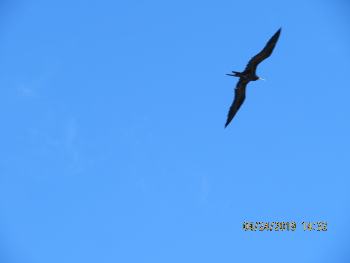 Magnificent Frigatebird - ML623634967