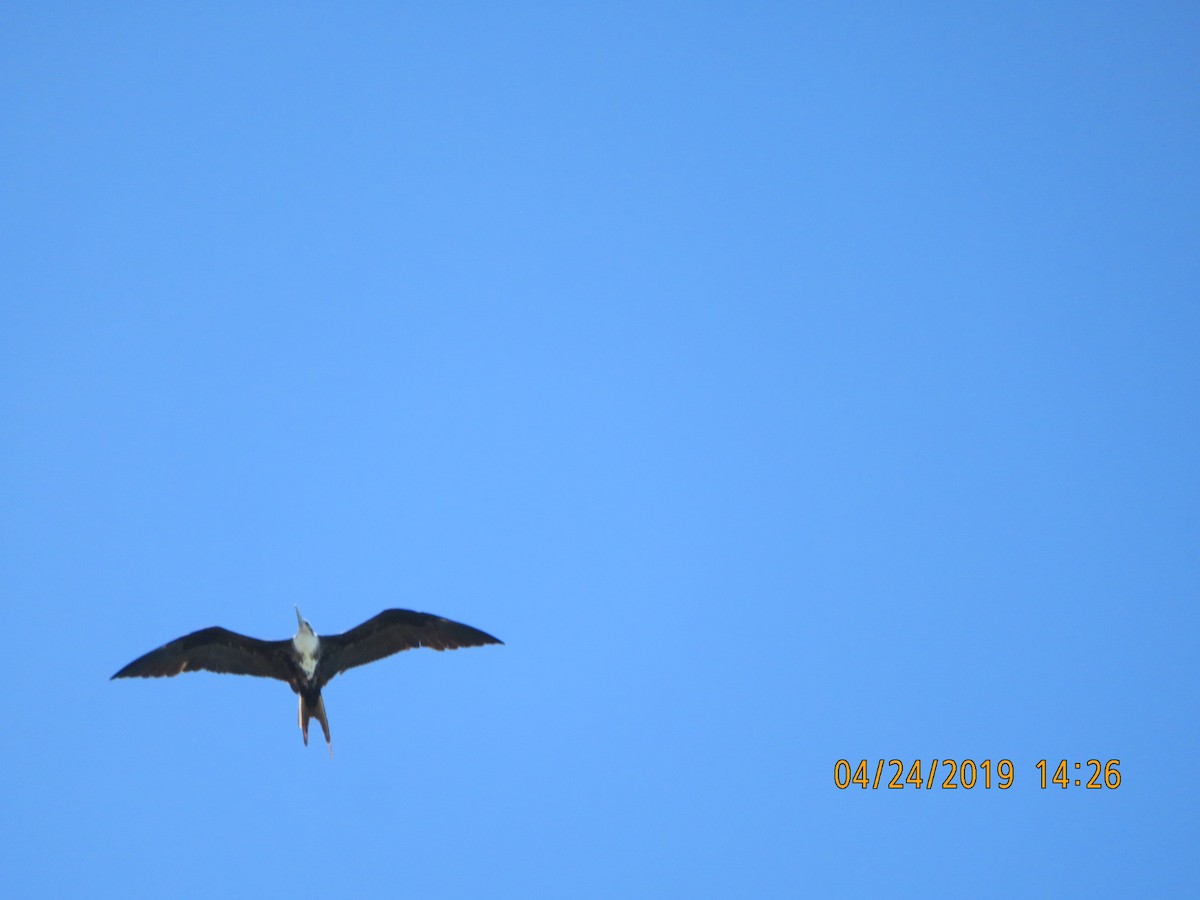 Magnificent Frigatebird - ML623634970