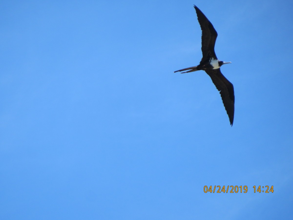 Magnificent Frigatebird - ML623634975