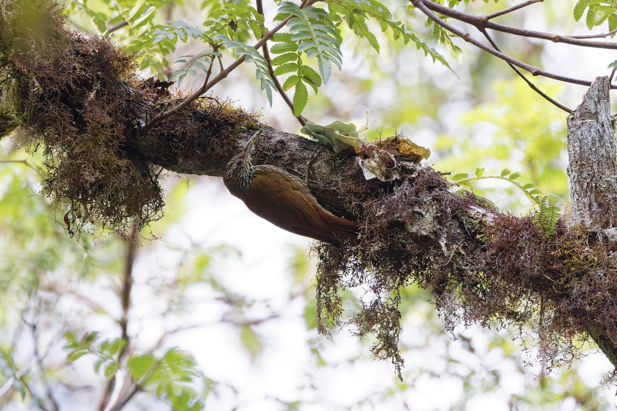 Montane Woodcreeper - David Wright