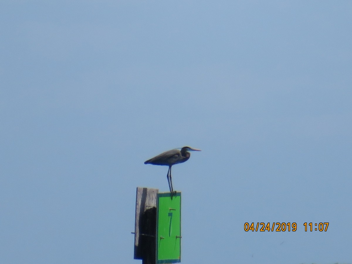 Great Blue Heron - ML623634991