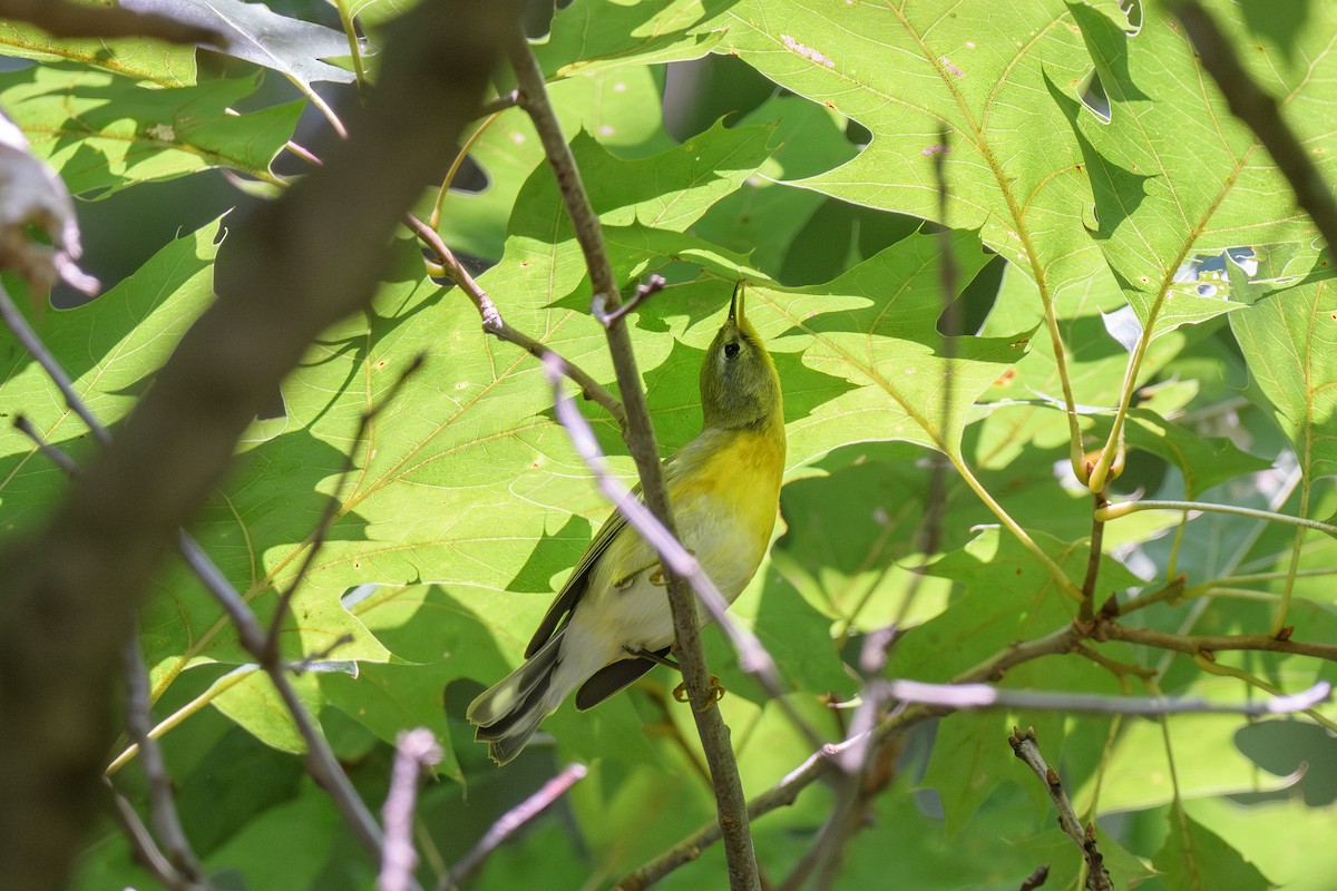 Northern Parula - Ian Campbell