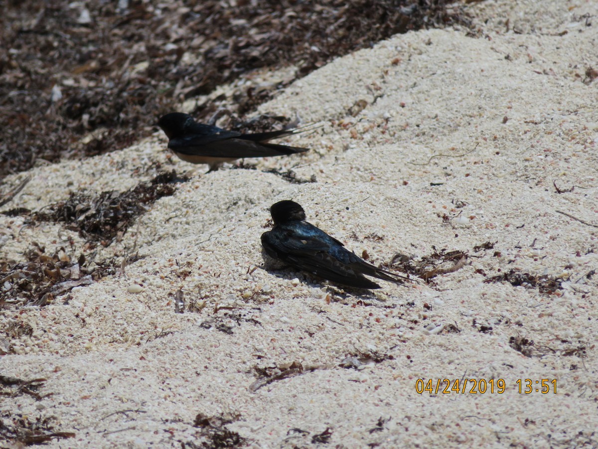 Barn Swallow - ML623635035