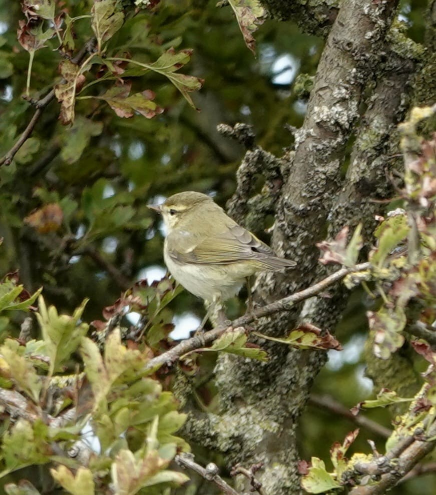 Greenish Warbler - Oliver  Metcalf