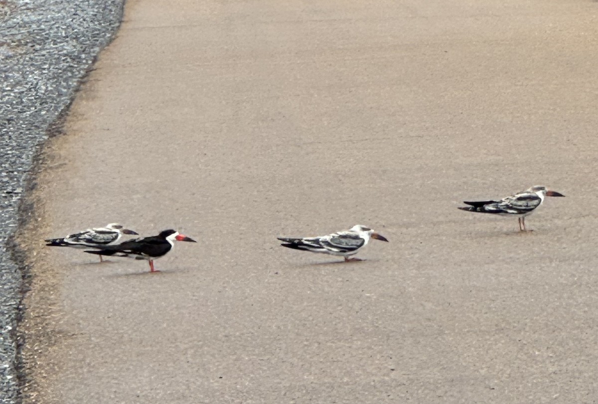 Black Skimmer - ML623635064