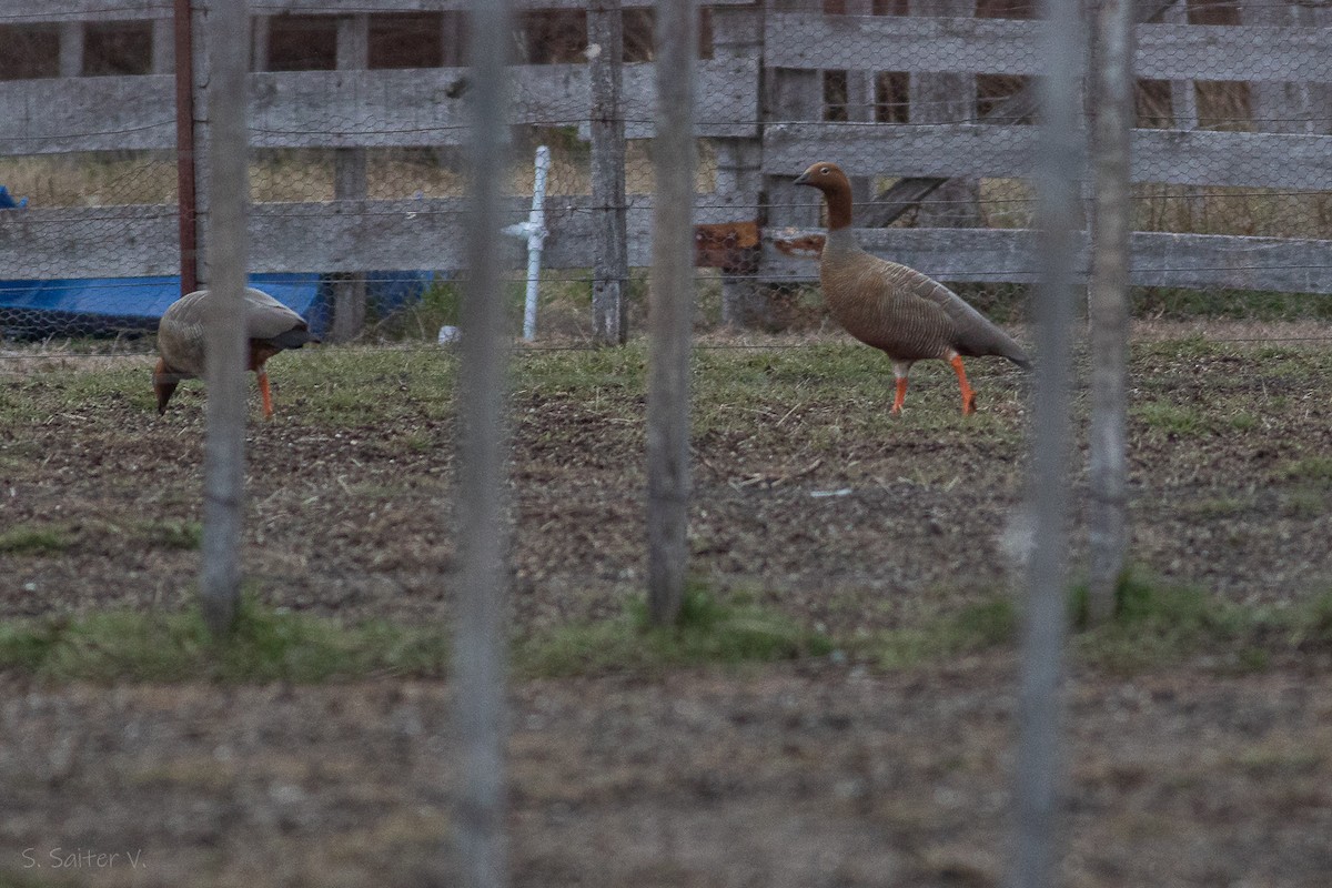 Ruddy-headed Goose - ML623635095