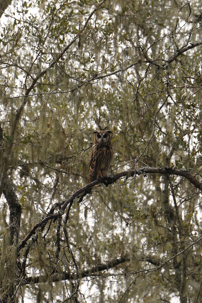 Striped Owl - ML623635108