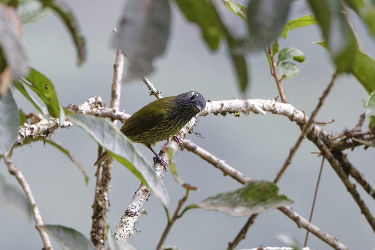 Mosquero Gorjiestriado - ML623635159