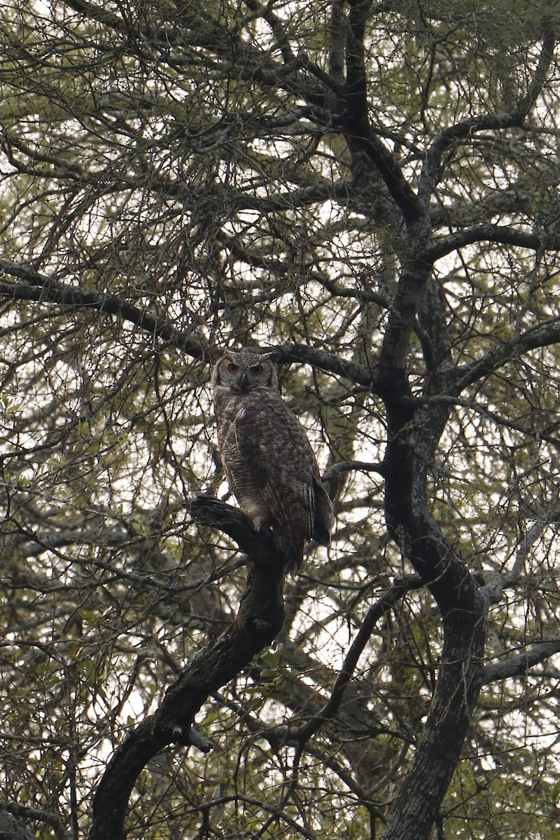 Great Horned Owl - ML623635160