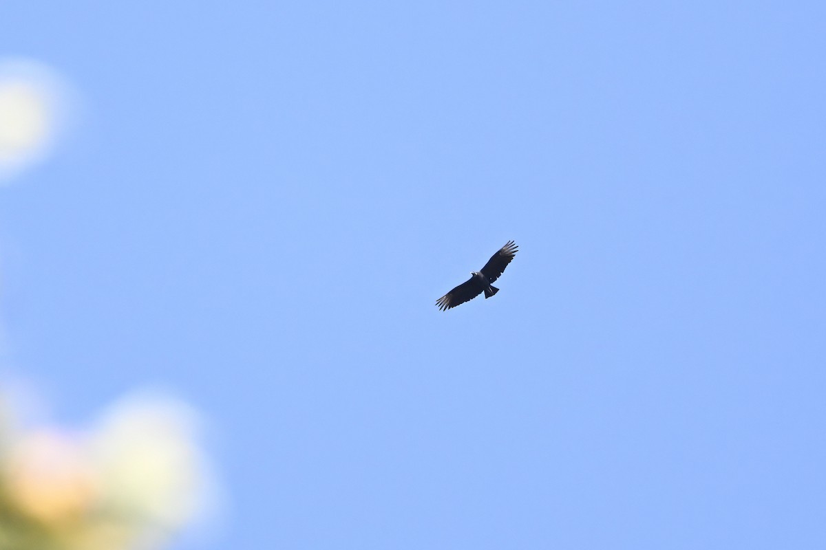 Karga Akbabası - ML623635211