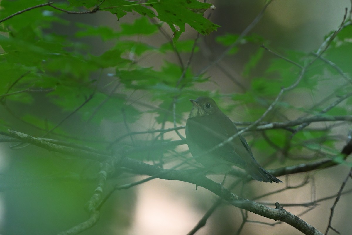 Gri Yanaklı Bülbül Ardıcı - ML623635226