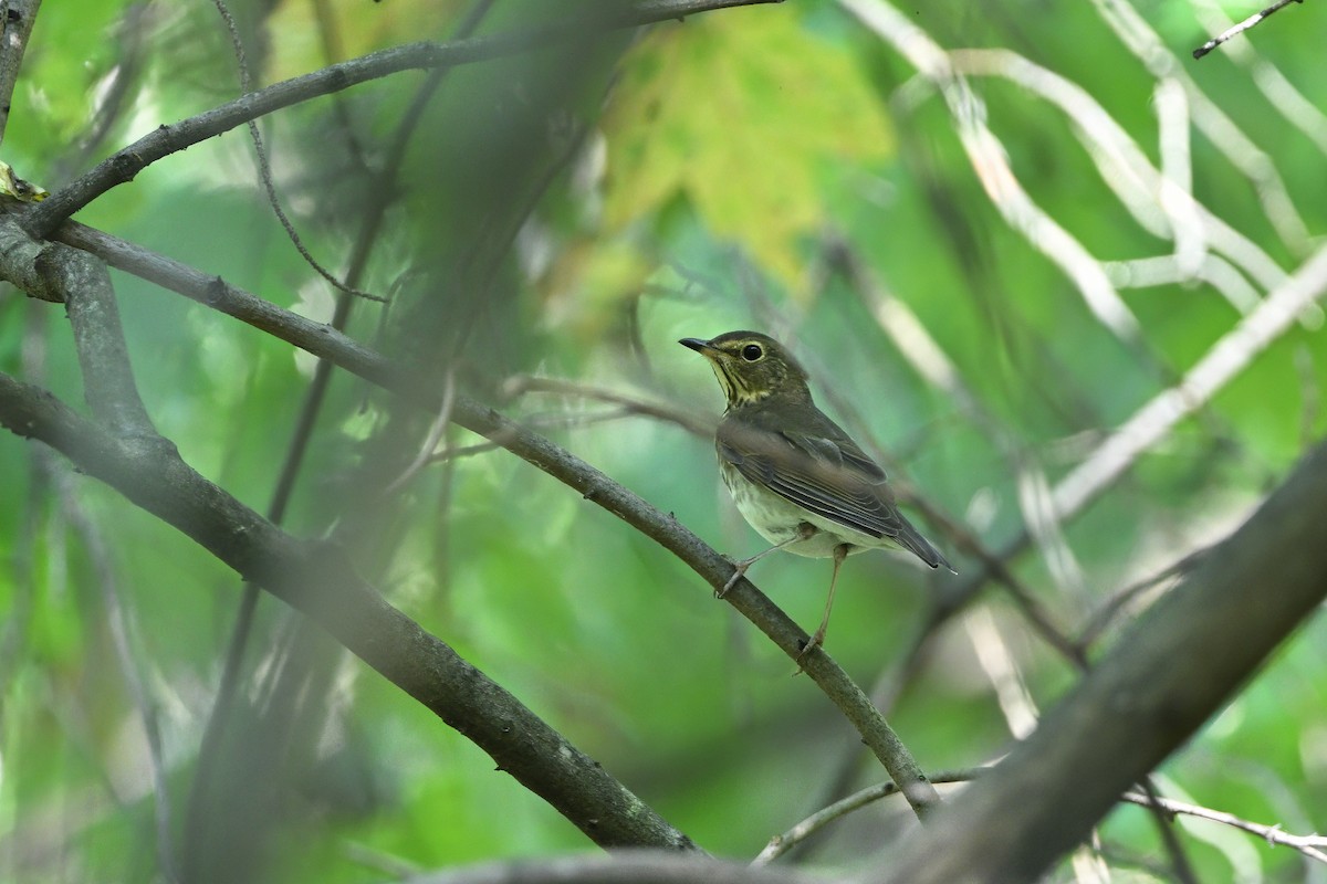 Bülbül Ardıcı [swainsoni grubu] - ML623635227