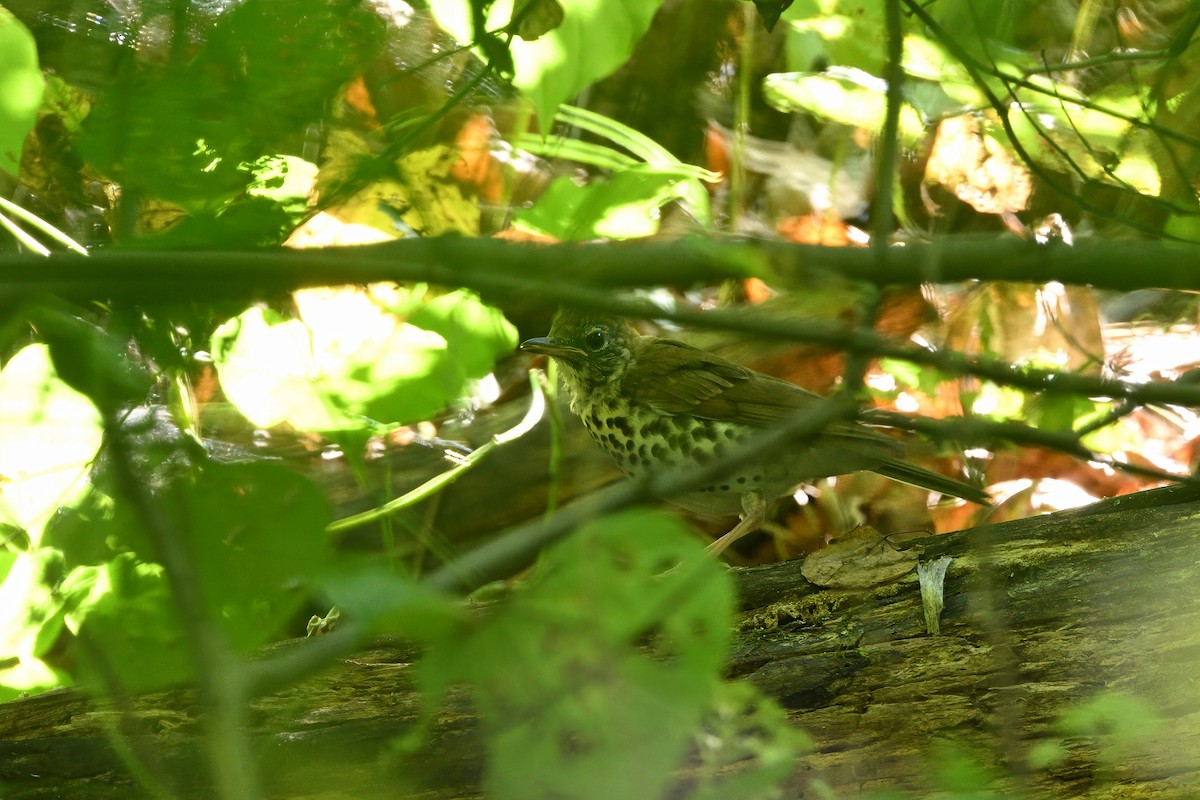 Orman Ardıcı - ML623635231