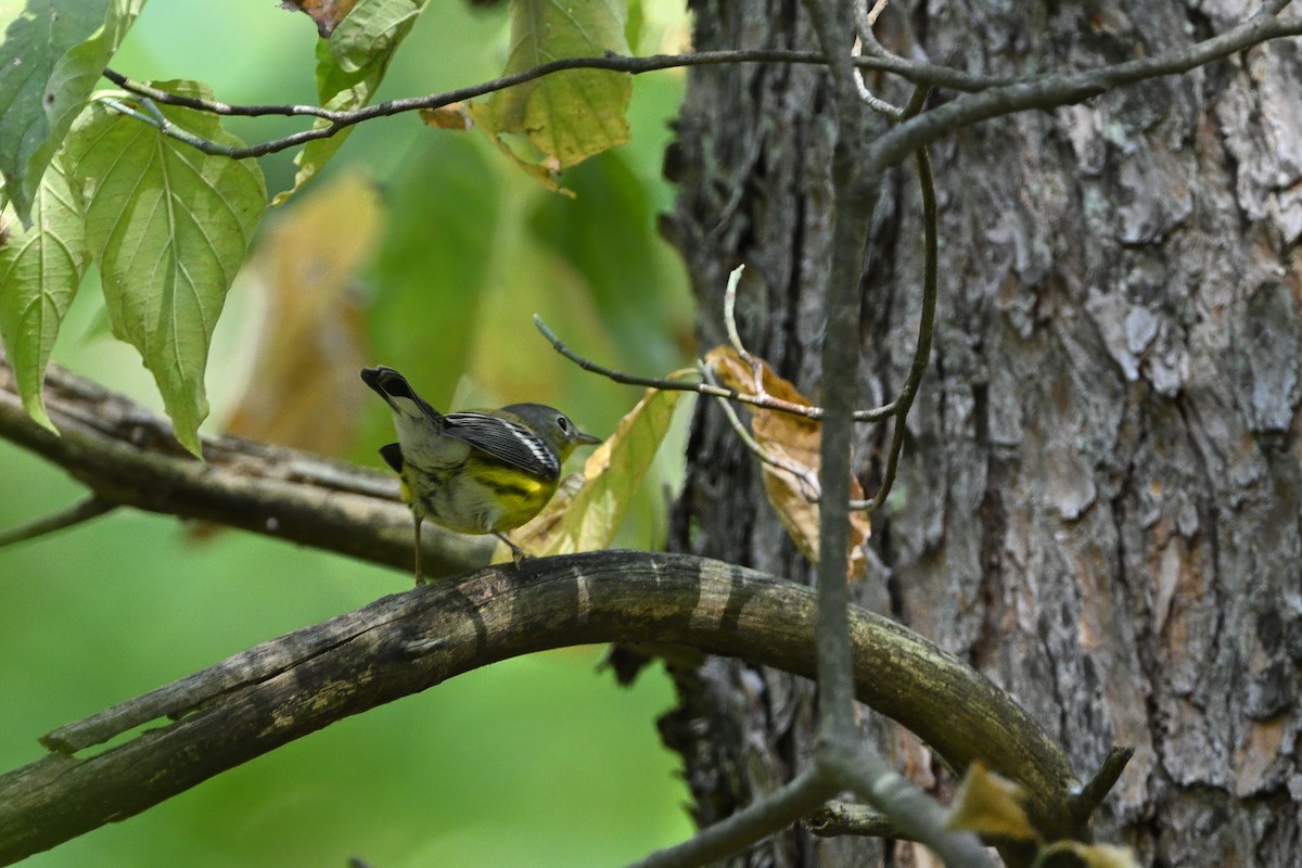 Manolya Ötleğeni - ML623635234