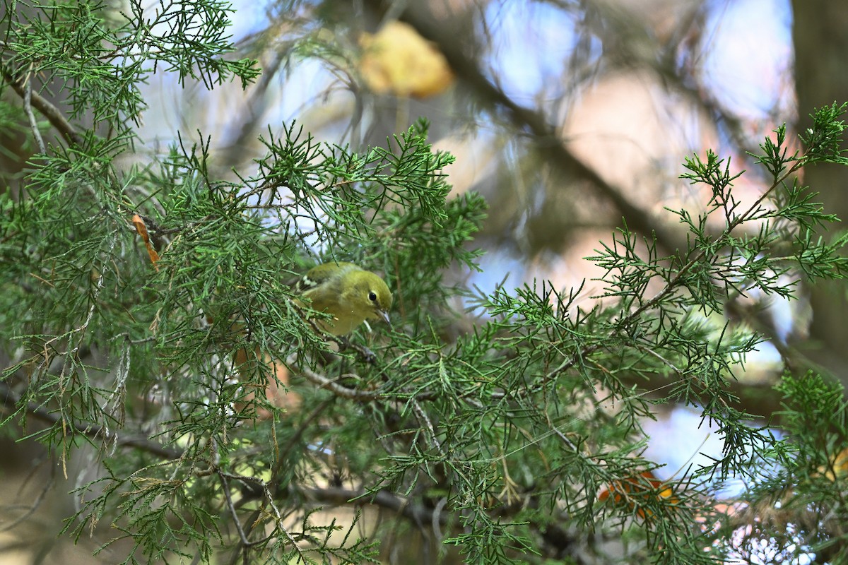 Kestane Gerdanlı Ötleğen - ML623635254