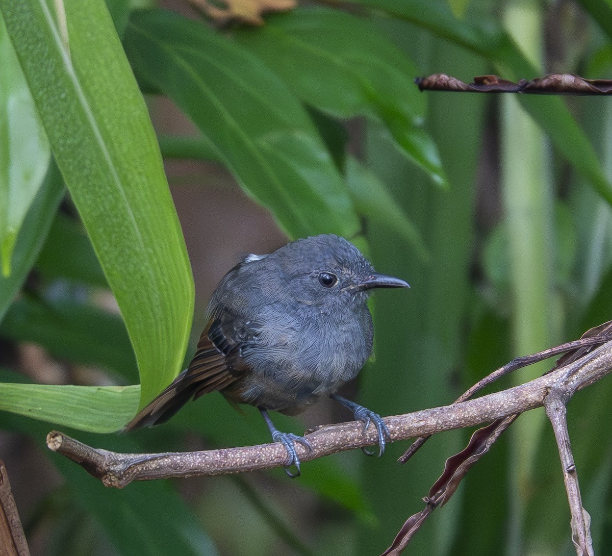 Willis's Antbird - ML623635269