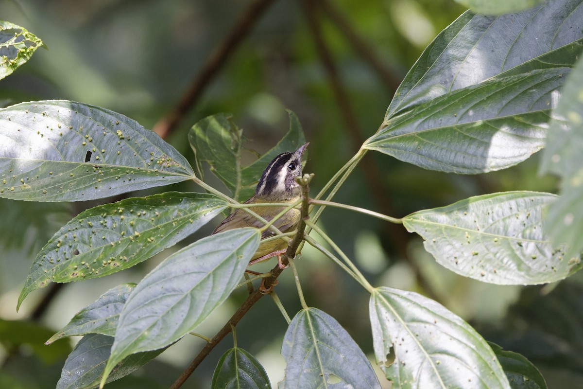 Three-striped Warbler - ML623635280