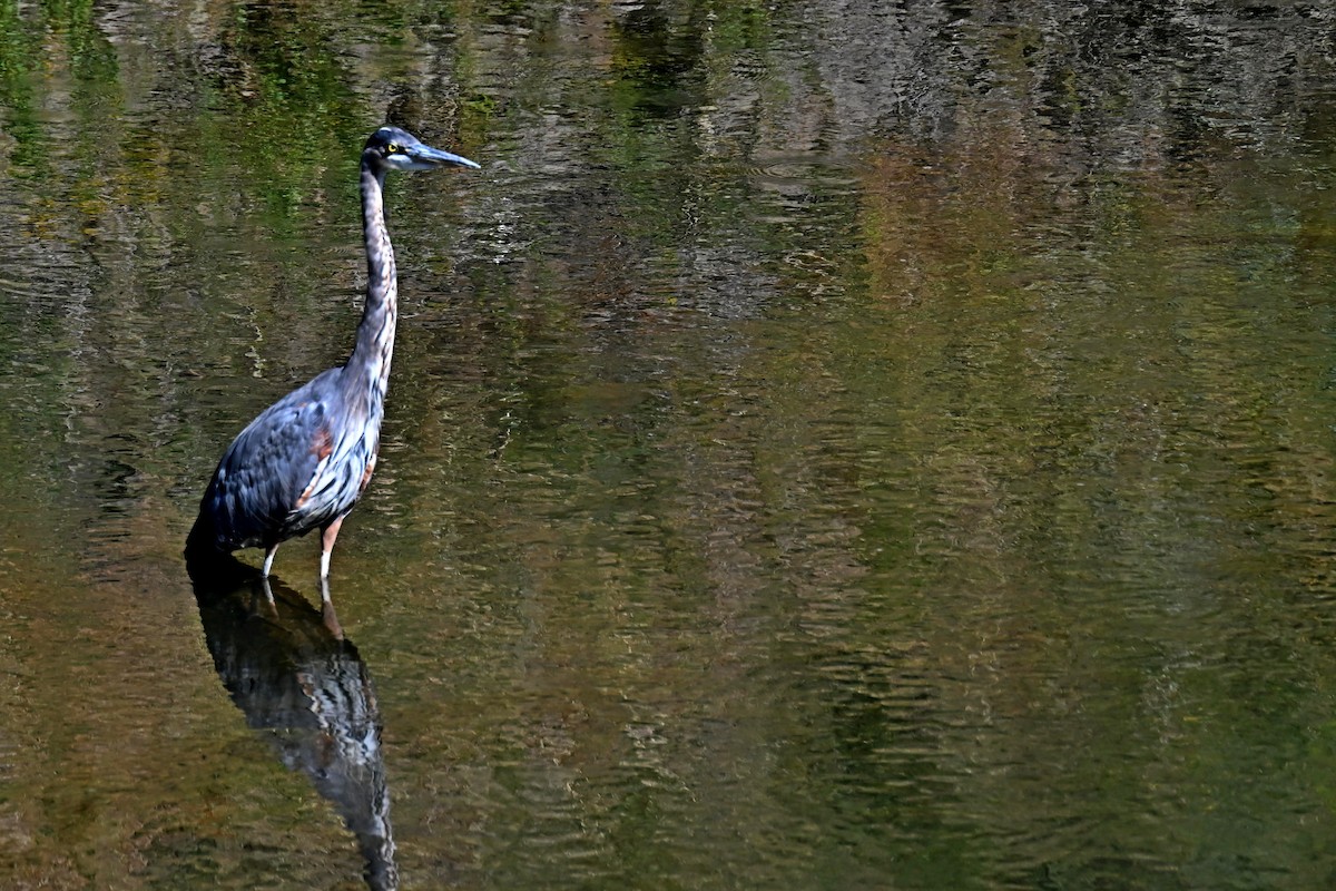 Great Blue Heron - ML623635297