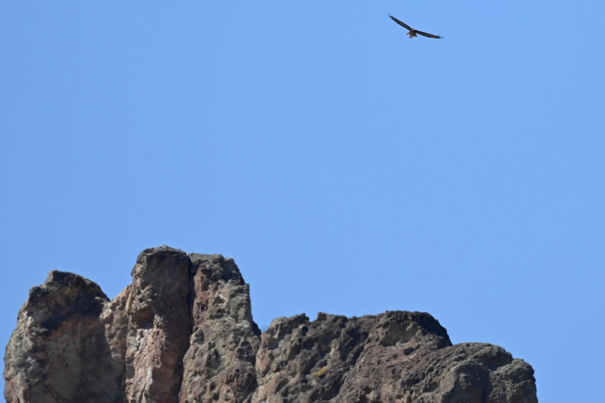 Red-tailed Hawk - ML623635318