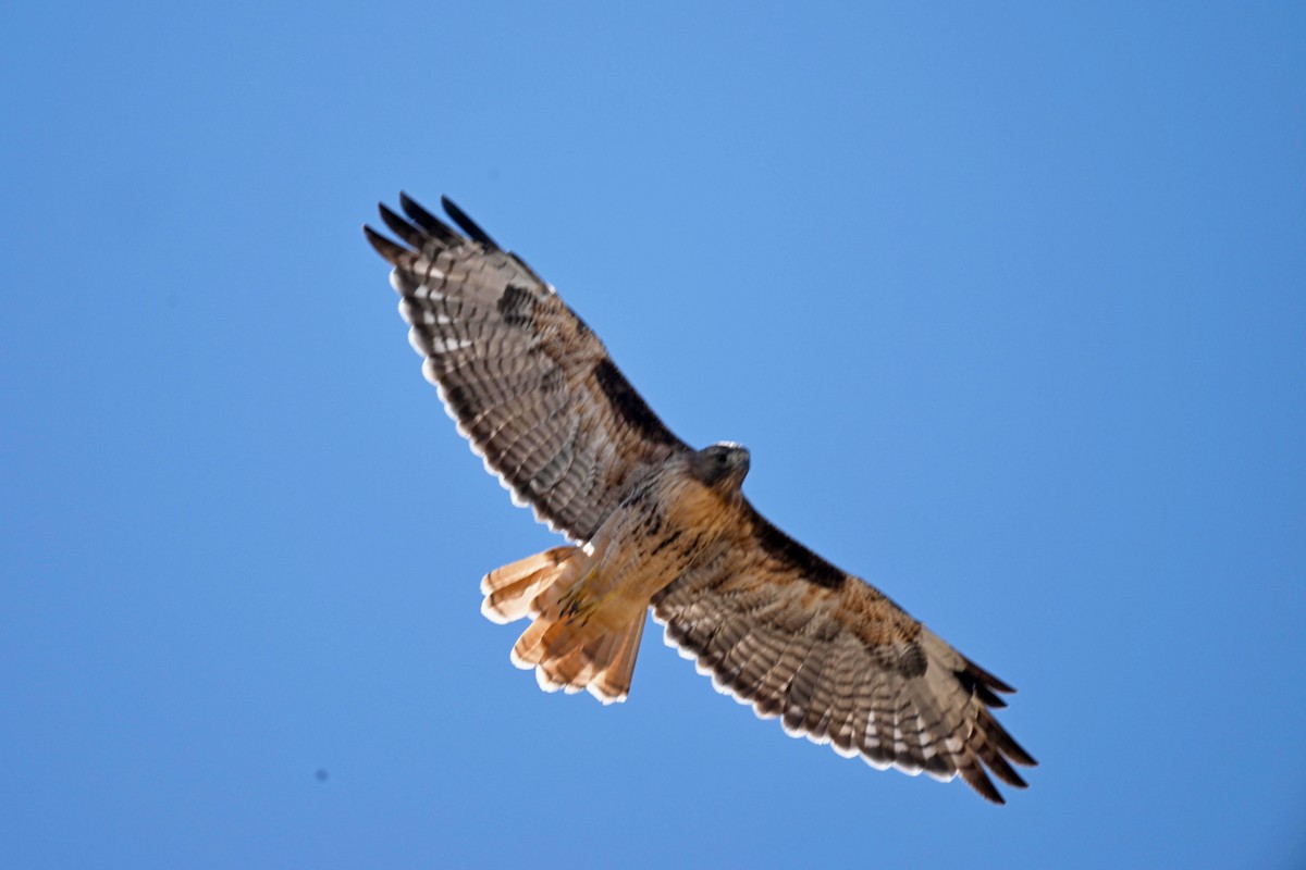 Red-tailed Hawk - ML623635319