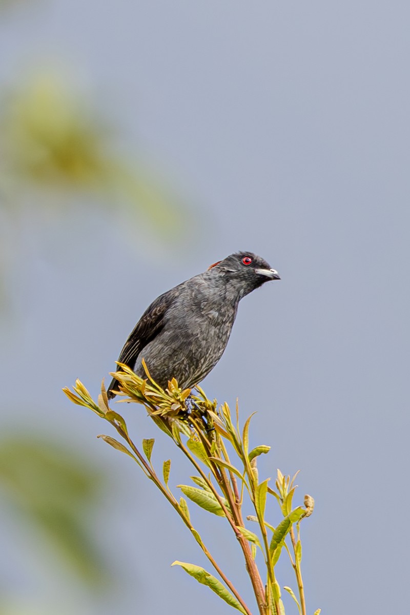 Red-crested Cotinga - ML623635354