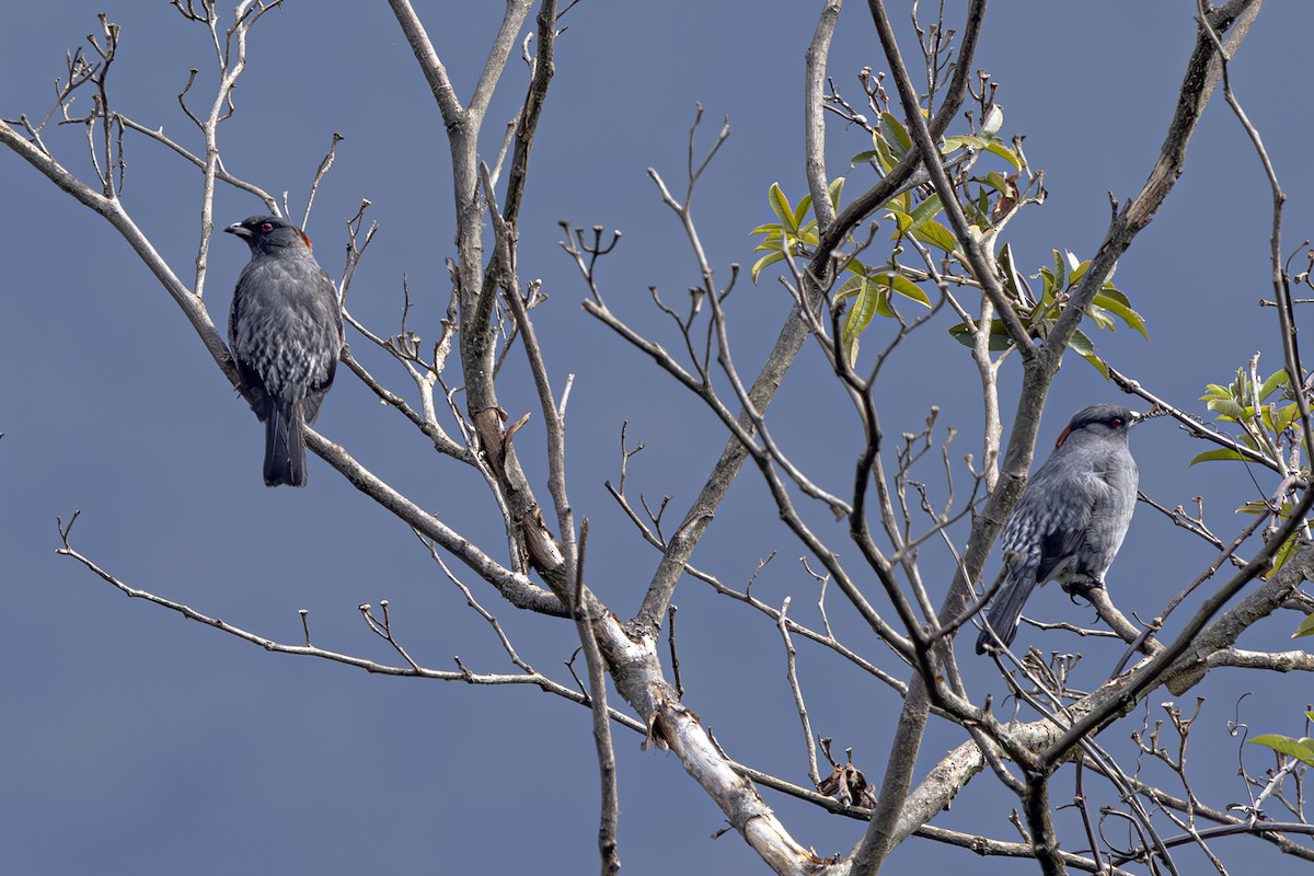 Red-crested Cotinga - ML623635355