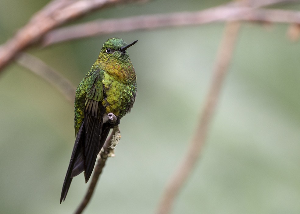 Golden-breasted Puffleg - ML623635367