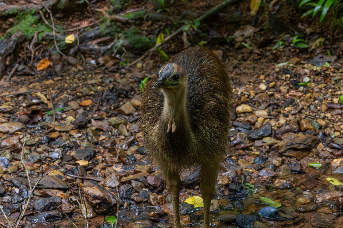 Southern Cassowary - ML623635372