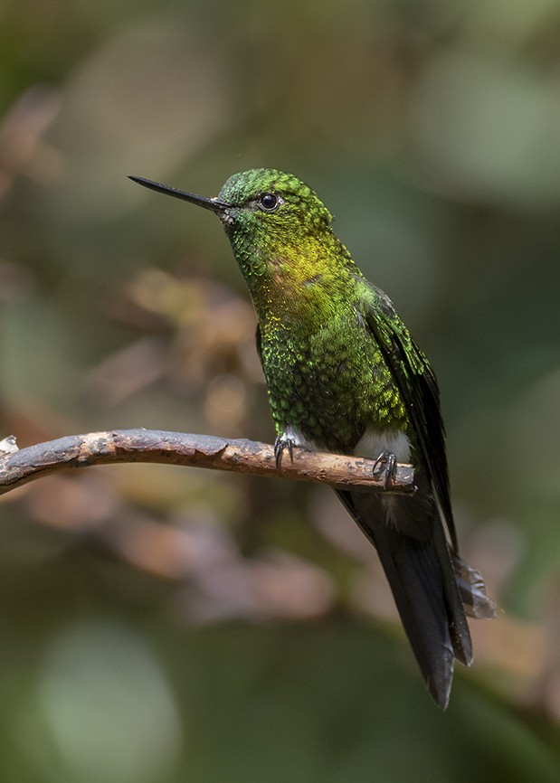 Golden-breasted Puffleg - ML623635386