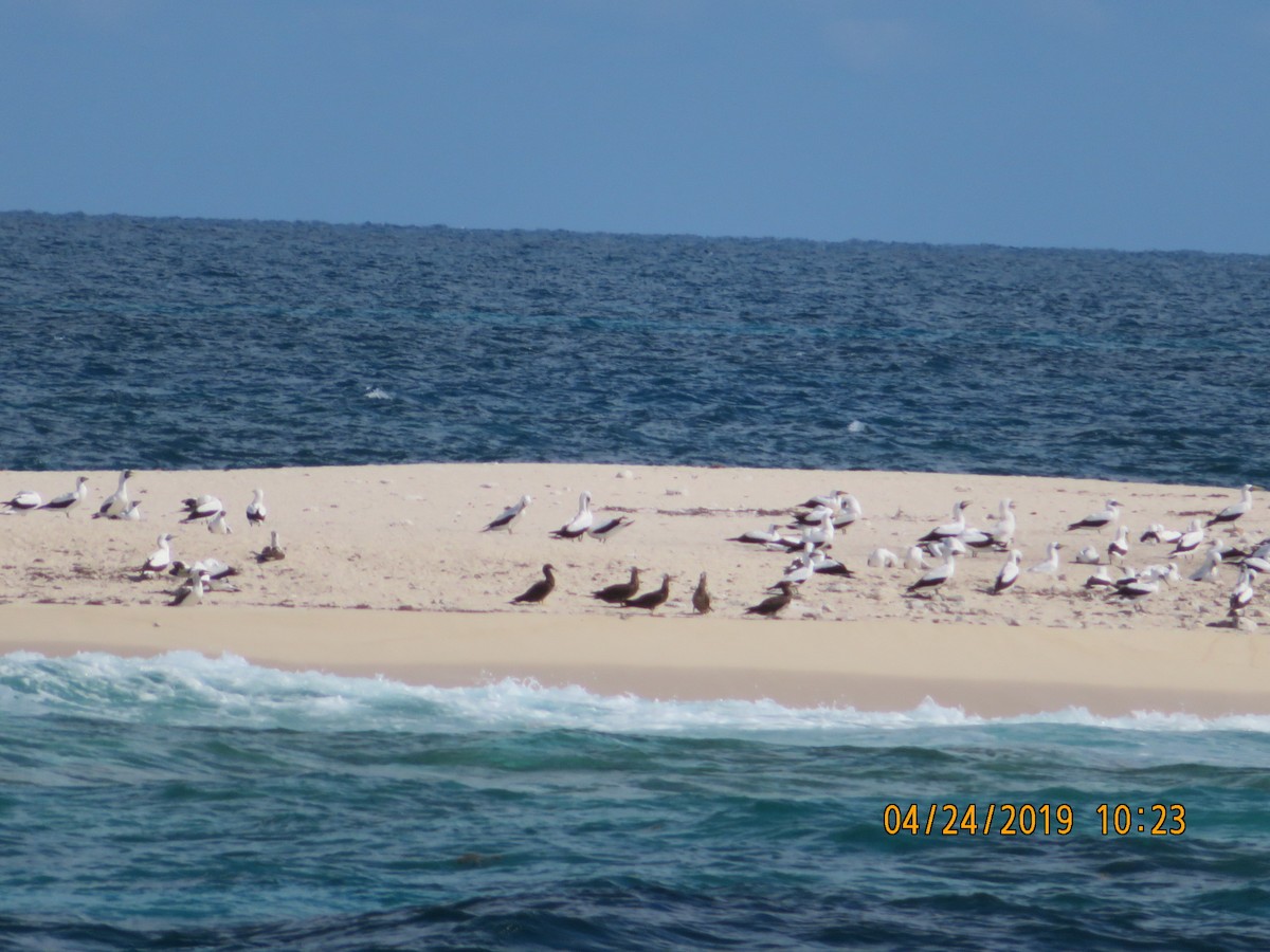 Masked Booby - ML623635400