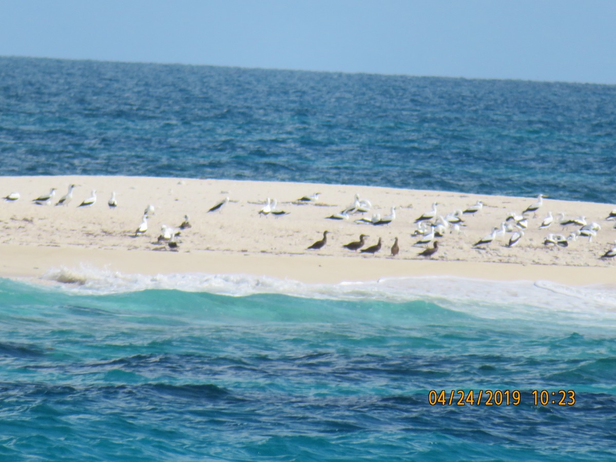 Masked Booby - ML623635401