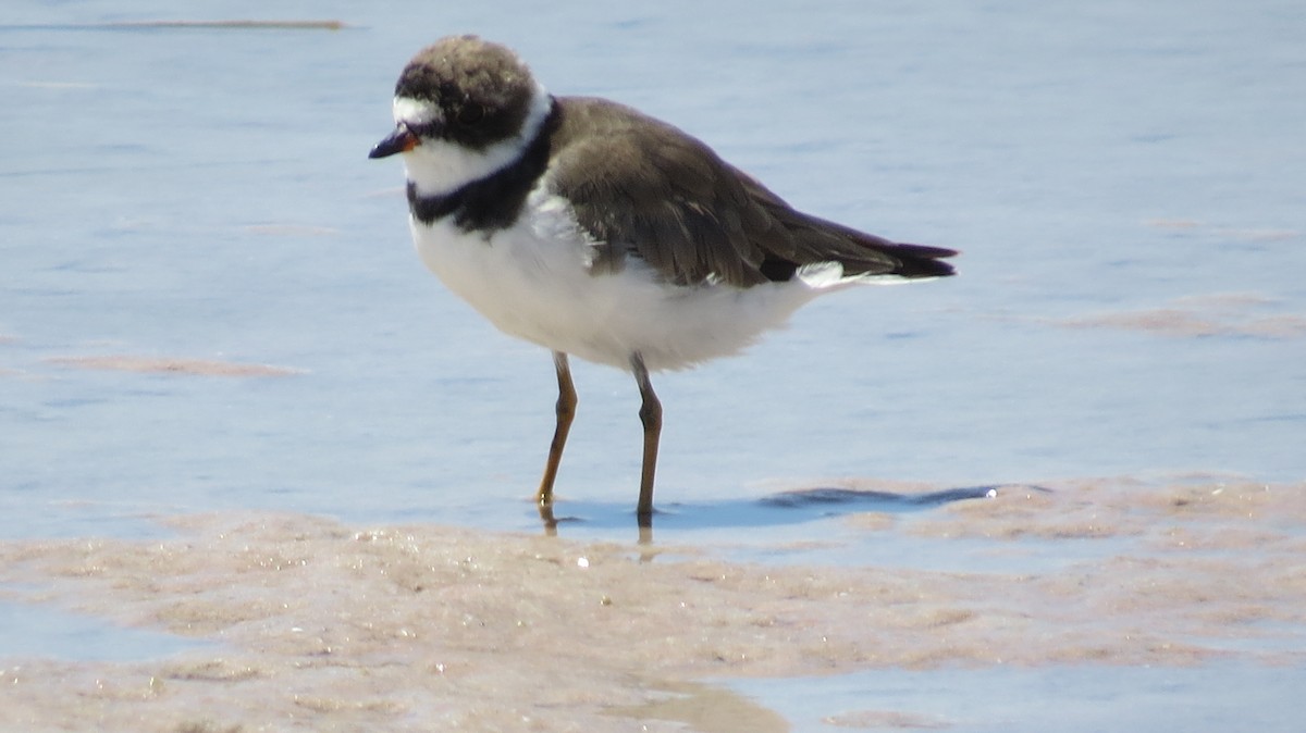 Semipalmated Plover - ML623635420