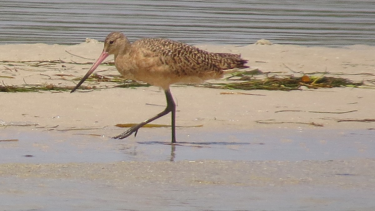 Marbled Godwit - ML623635454