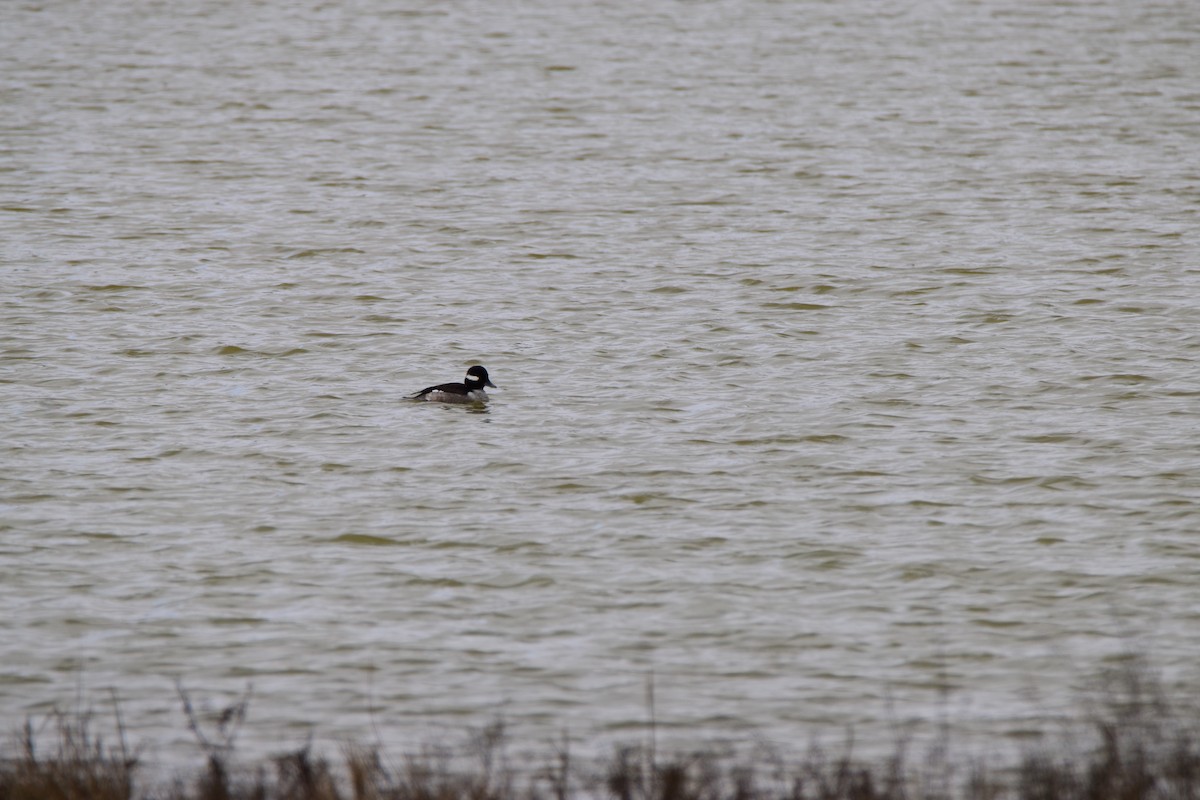 Bufflehead - ML623635471