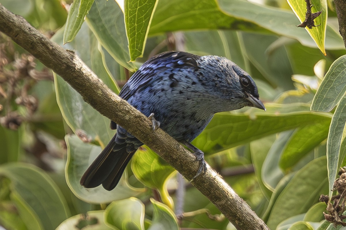 Blue-and-black Tanager - ML623635475