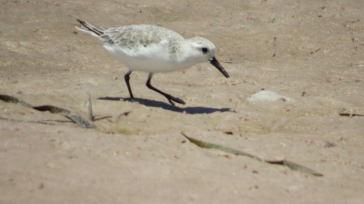 Sanderling - ML623635484