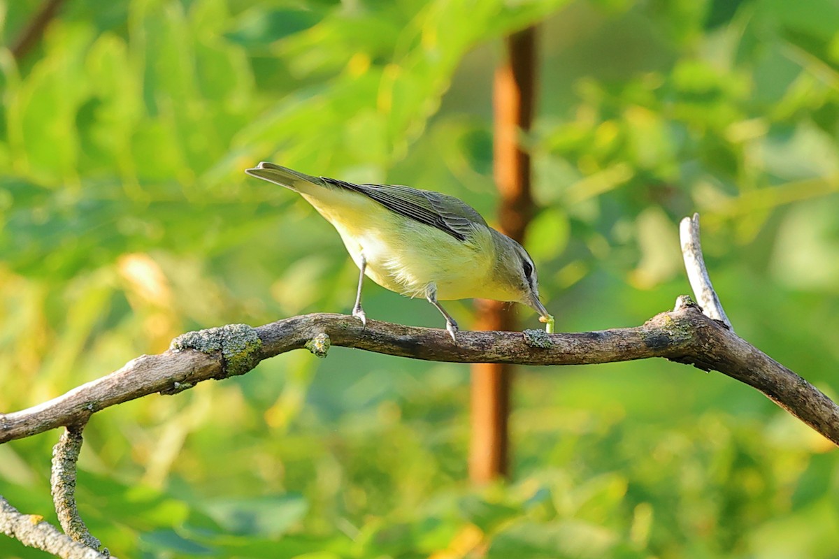 Red-eyed Vireo - ML623635491