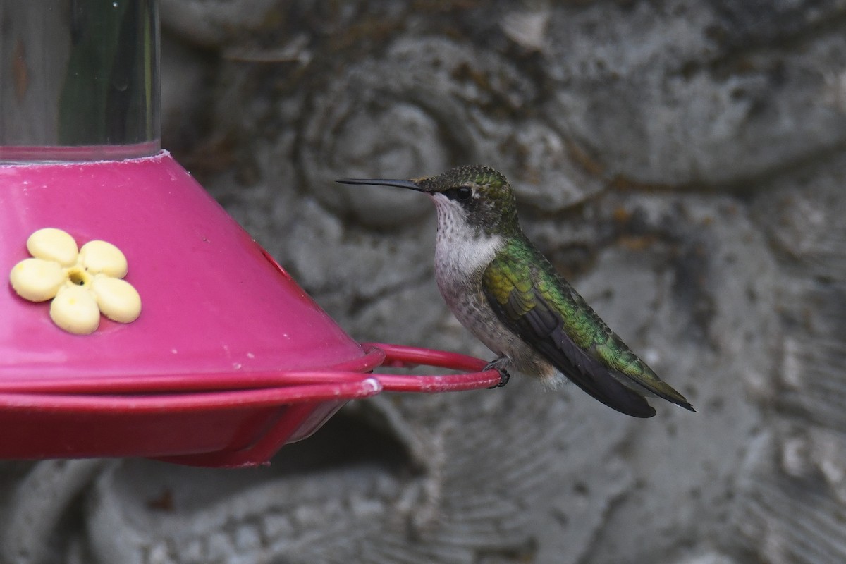 Ruby-throated Hummingbird - ML623635503