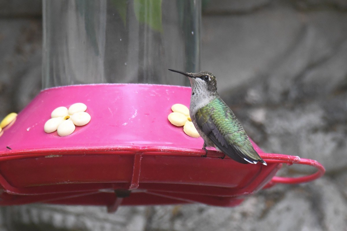 Ruby-throated Hummingbird - ML623635505